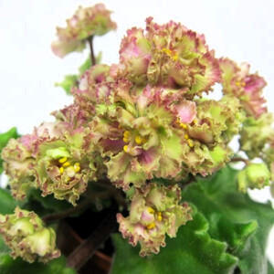 Allegro Pink Pistachio