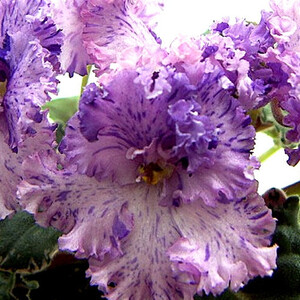 Buckeye Lovies Caries