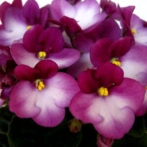 City-line Trendy Red