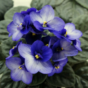 City-line Trendy Blue