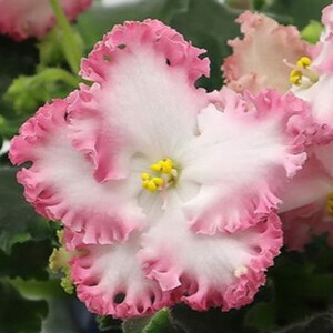 Dn-Квiтка Цiсик