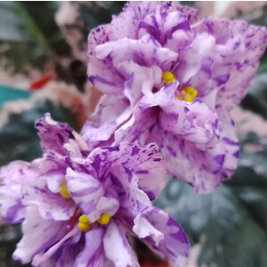 Dn-Фруктовая Меренга