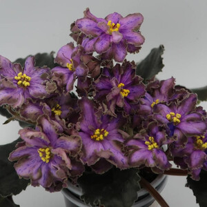 Dn-Чарiвна Квiтка