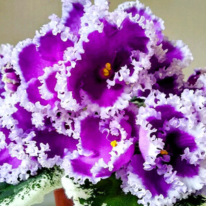 Dn-Юная Француженка