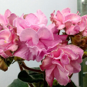 DS-Волшебный Бутон