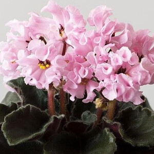 DS-Маршмеллоу