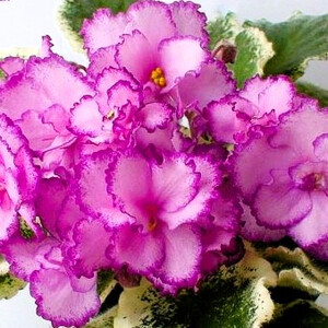 Fredette's Risen Star