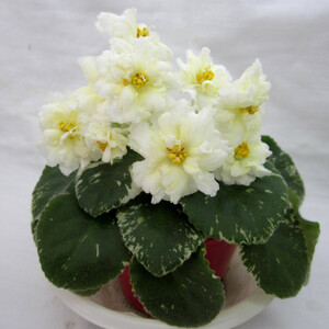 Kentucky Baby Sunshine