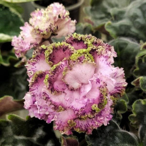 KZ-Драгоценность Люкс