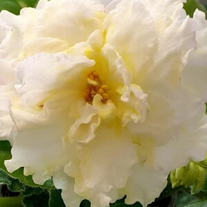 KZ-Золотые Шары