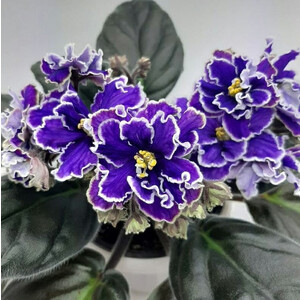 KZ-Конек Горбунок