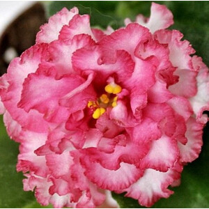 KZ-Медовый Месяц