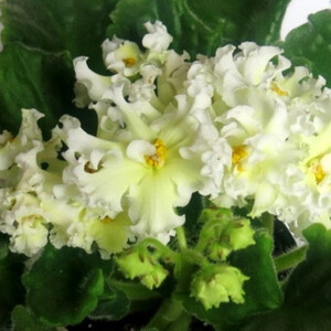 KZ-Прогулка под Солнцем