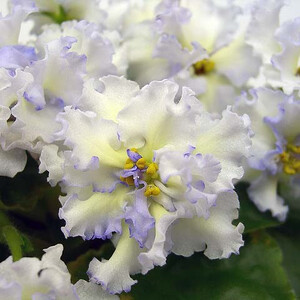 Lacey's Determination