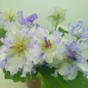 Leo-Львiвська Сецесiя