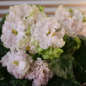 Lil Glimpse O' Spring