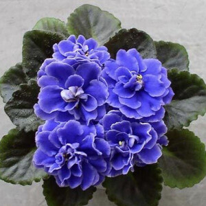 Lýon's Little Swéetheart