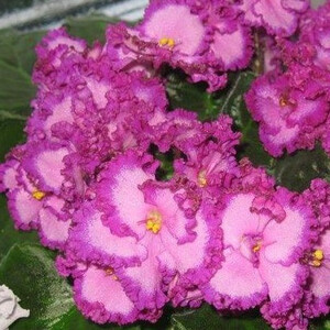 Lyon's Pirate's Treasure