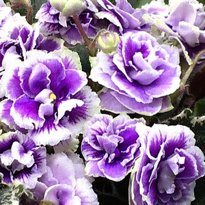 Mac’s Jubilant Jamboree