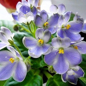 Mac's Momentary Meltdown