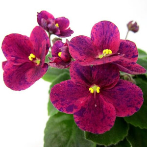 Mac's Paisley Pattern