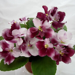 Mac's Southern Springtime