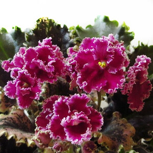 Mac's Sunset Serenade