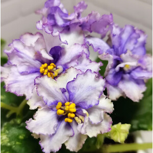 Nik-Лунная Миссия