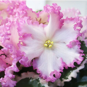 Nik-Обыкновенная Богиня