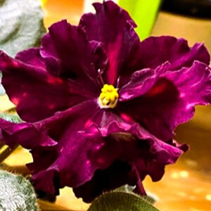 Nik-Турчанка