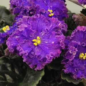 Nik-Экстраверт Люкс