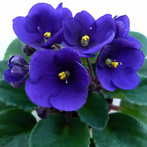 Optimara Little inca