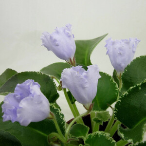 OS-Белые Ночи