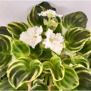 OS-Джунгарик