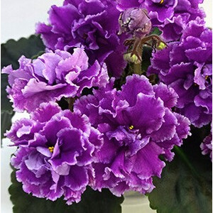 RIV-Крем де Мюр