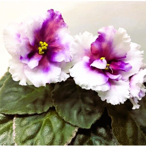 RIV-Огненный Шторм