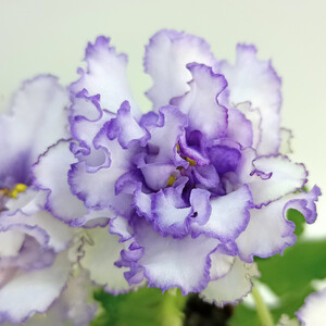 RIV-Омут Твоих Глаз