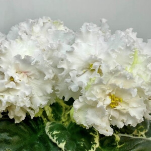 RIV-Перламутровые Облака