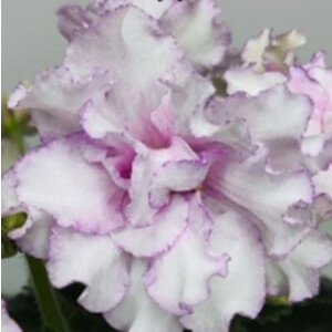 RlV-Век Адалин