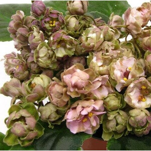 TV-Жемчужина Нила