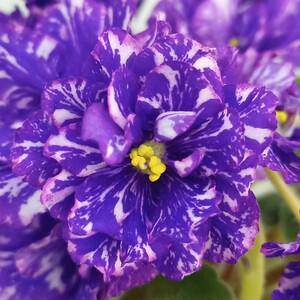 АВ-Аквадискотека