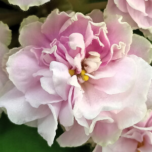 АВ-Амур и Розы