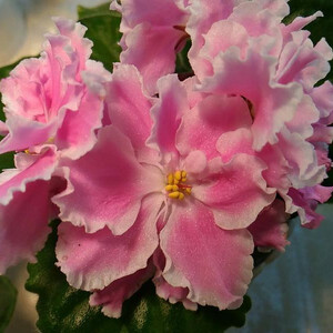 АВ-Арбузный Снег