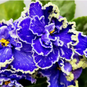 АВ-Бермудский Треугольник