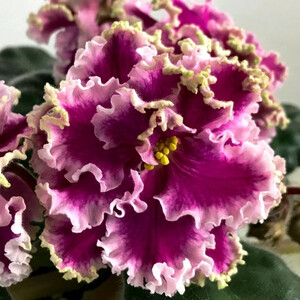 АВ-Богемная Рапсодия