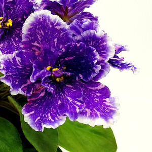 АВ-Бриллиантовый Дым