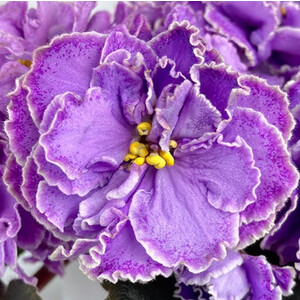 АВ-В Цветах Лаванды