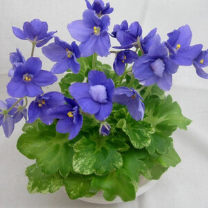 АВ-Девочка с Незабудками