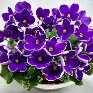 АВ-Контрольный Выстрел