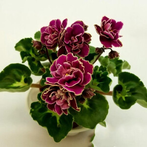 БО-Птица Радость